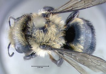 Media type: image;   Entomology 610952 Aspect: habitus dorsal view
